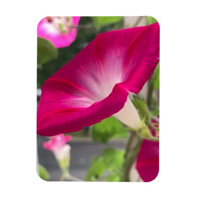 Ruby Red Morning Glory Magnet (Vertical)