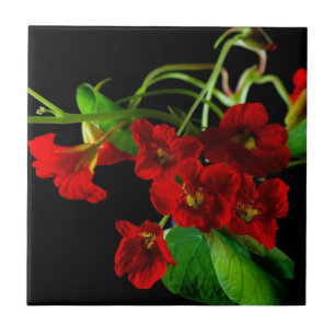 Ruby Red Nasturtium Tile