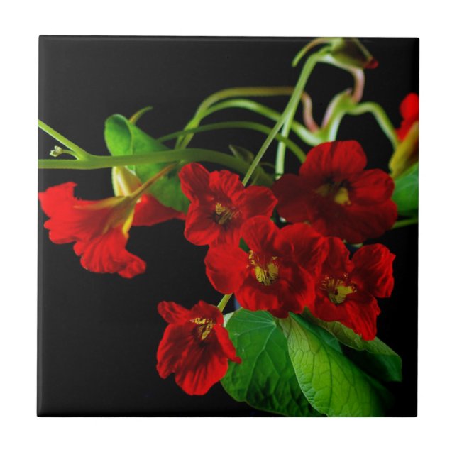 Ruby Red Nasturtium Tile (Front)