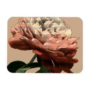 Ruby Red Rose with White Accents Magnet
