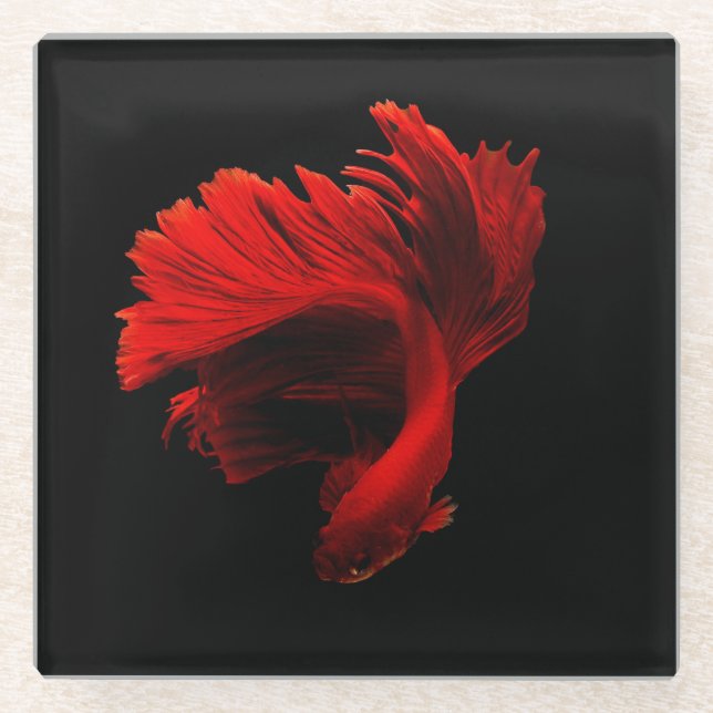 Ruby Red Siamese Fighting Fish Glass Coaster (Front)
