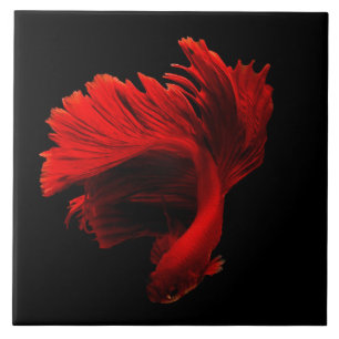 Ruby Red Siamese Fighting Fish Tile