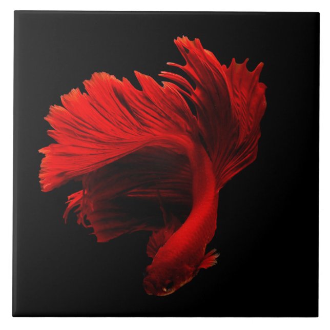 Ruby Red Siamese Fighting Fish Tile (Front)