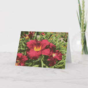 Ruby Spider Daylily Wet Flowers Lily Red Yellow Card