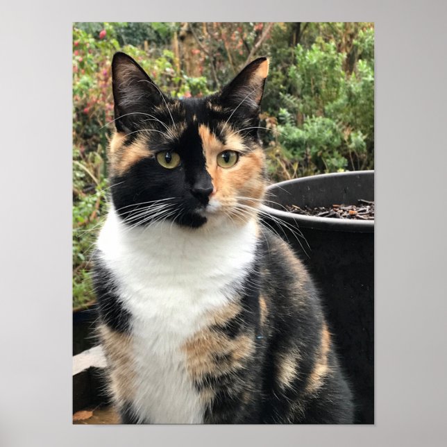 Ruby The Big Kitten, aged 20 months Poster (Front)