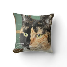 Ruby the Six year old Tortie and White