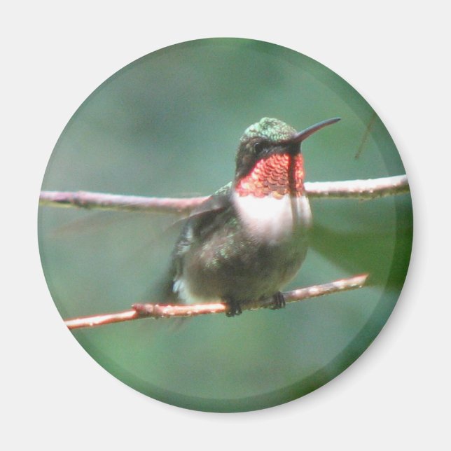 Ruby-throat Flutters Magnet (Front)
