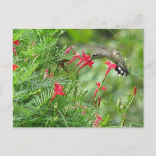Ruby-throat in Cypress Vine Postcard