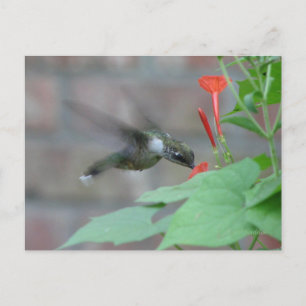 Ruby-throat Sips Postcard