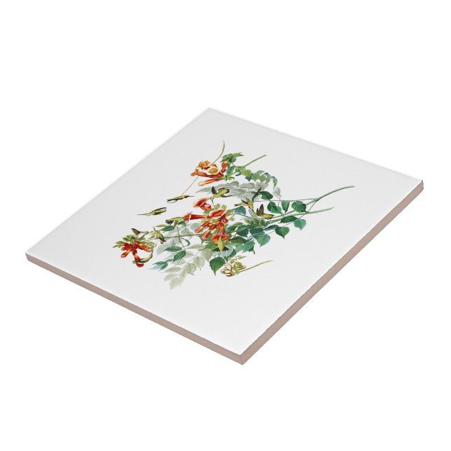 Ruby-throated Humming Bird Audubon Birds America Tile (Side)
