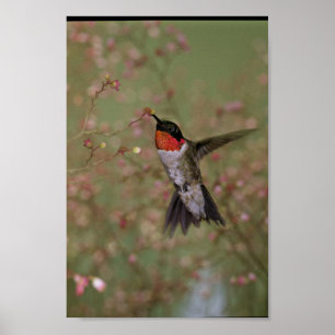 Ruby Throated Humming Bird Poster