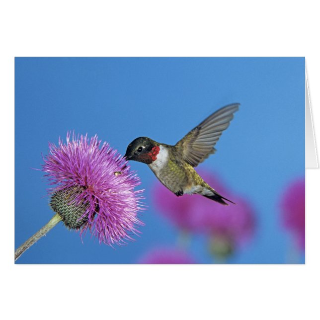 Ruby-throated Hummingbird (Front Horizontal)