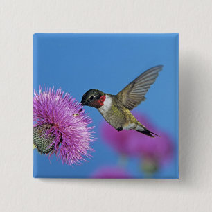 Ruby-throated Hummingbird 2 Inch Square Button
