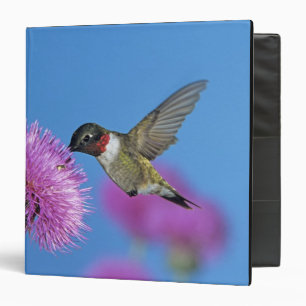 Ruby-throated Hummingbird Binder