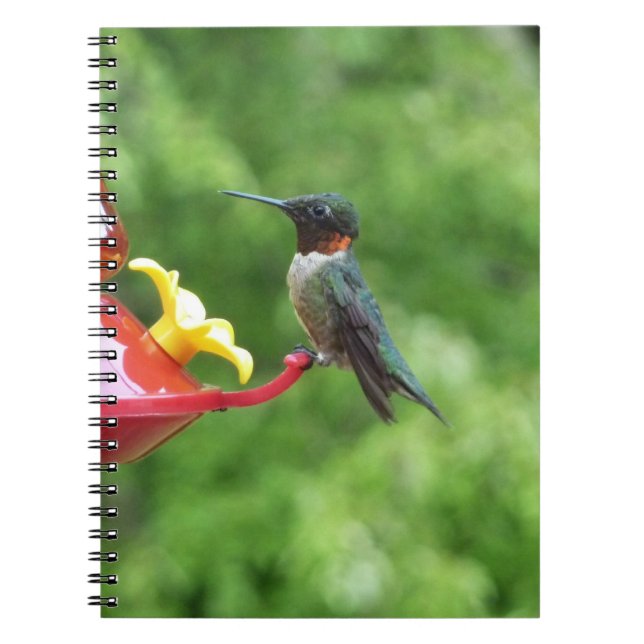 Ruby-Throated Hummingbird Bird Photography Notebook (Front)