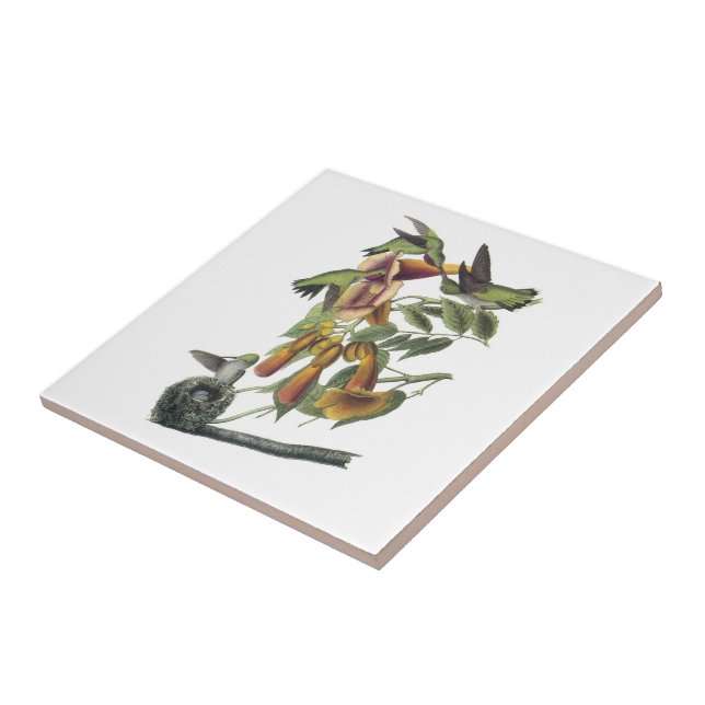 Ruby-throated Hummingbird by Audubon Tile (Side)