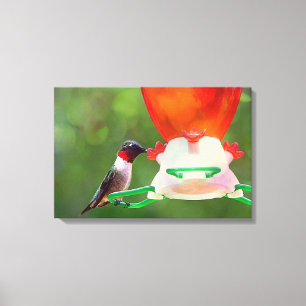 Ruby Throated Hummingbird Canvas Print