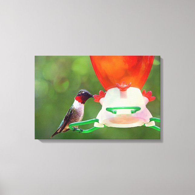 Ruby Throated Hummingbird Canvas Print (Front)