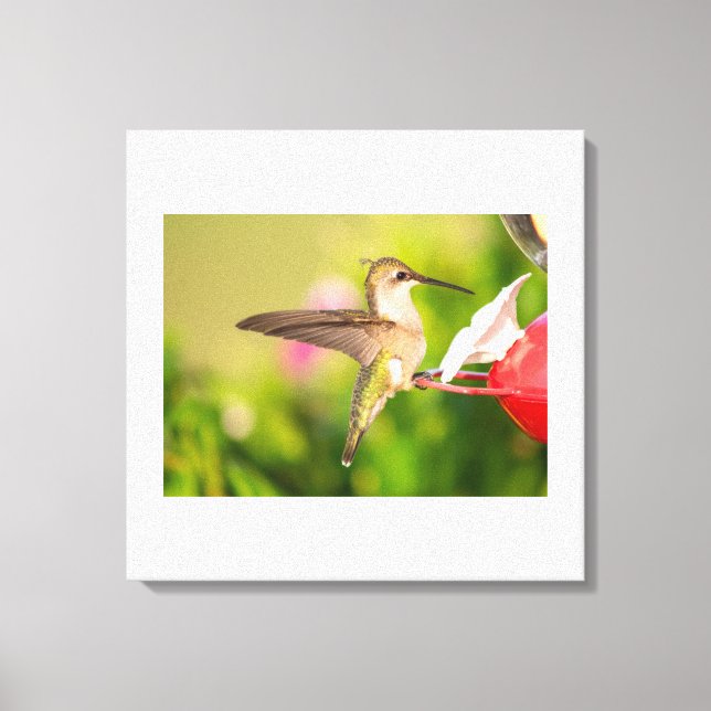 Ruby-Throated Hummingbird  Canvas Print (Front)
