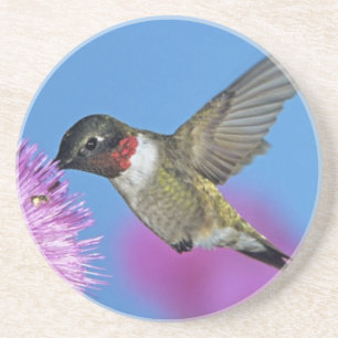 Ruby-throated Hummingbird Coaster