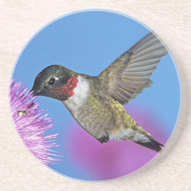 Ruby-throated Hummingbird Coaster (Front)