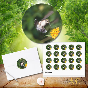 Ruby-Throated Hummingbird Enjoying Butterfly Weed Classic Round Sticker