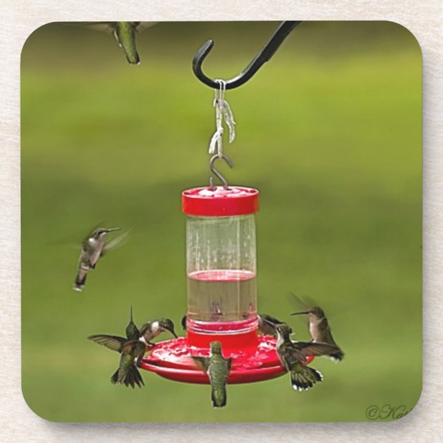 Ruby Throated Hummingbird Feeding Frenzy Coaster (Front)