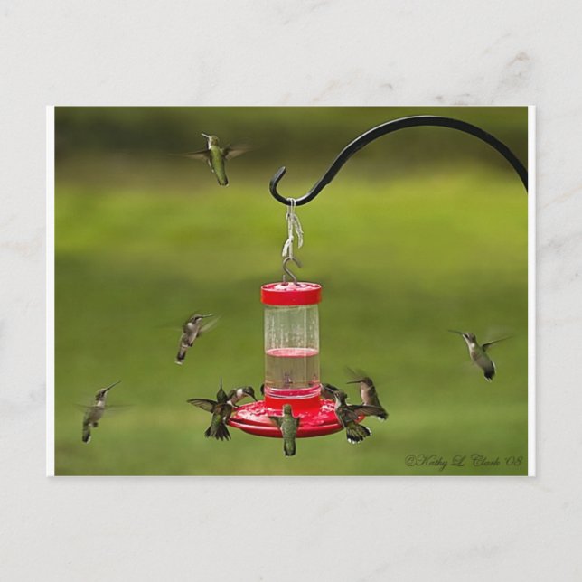 Ruby Throated Hummingbird Feeding Frenzy Postcard (Front)