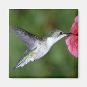 Ruby-throated Hummingbird (female) with petunia Magnet
