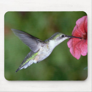Ruby-throated Hummingbird (female) with petunia Mouse Pad