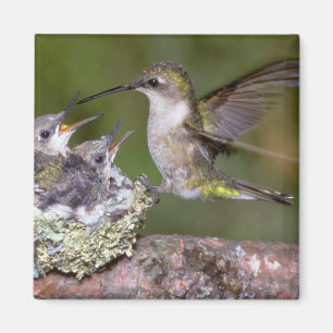 Ruby-throated Hummingbird (female) with young Magnet