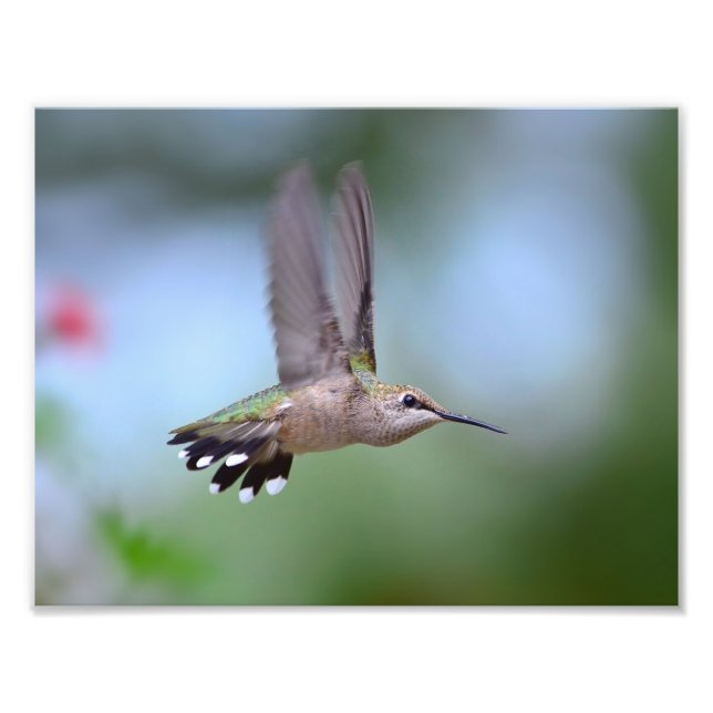 Ruby Throated Hummingbird Flying Photo Print (Front)