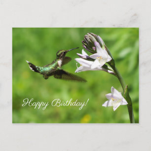 Ruby Throated Hummingbird Happy Birthday Postcard