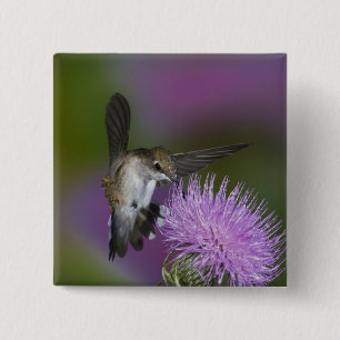 Ruby-throated hummingbird in flight at thistle 2 inch square button