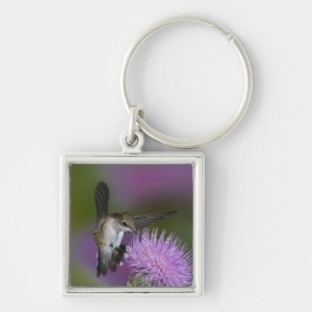 Ruby-throated hummingbird in flight at thistle keychain (Front)