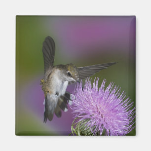 Ruby-throated hummingbird in flight at thistle magnet