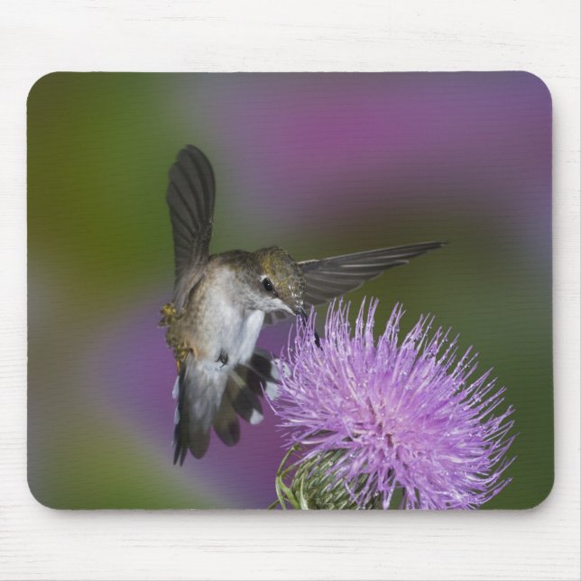 Ruby-throated hummingbird in flight at thistle mouse pad (Front)