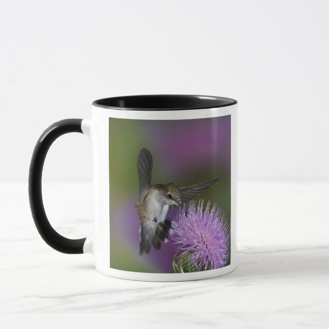 Ruby-throated hummingbird in flight at thistle mug (Left)