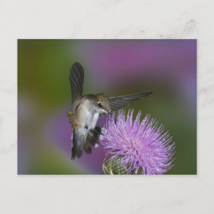Ruby-throated hummingbird in flight at thistle postcard