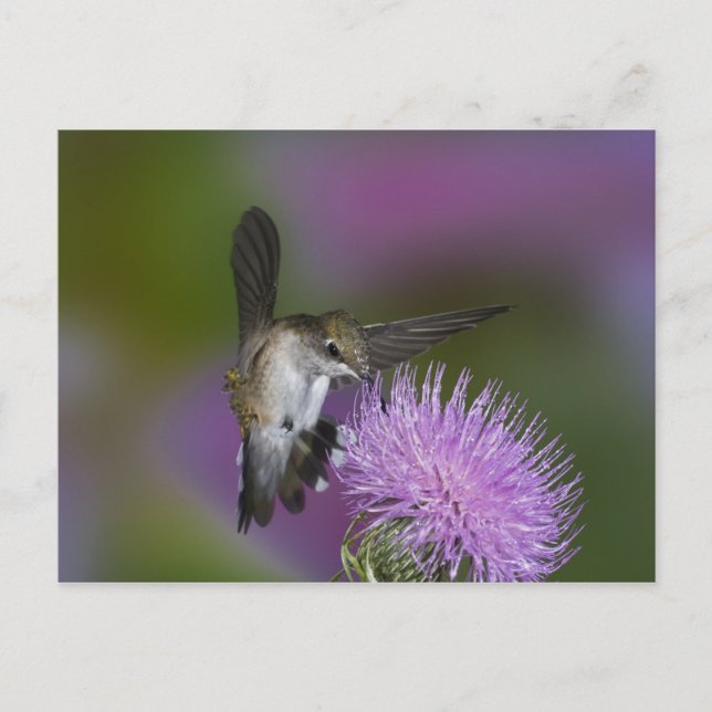 Ruby-throated hummingbird in flight at thistle postcard (Front)