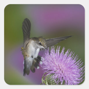 Ruby-throated hummingbird in flight at thistle square sticker