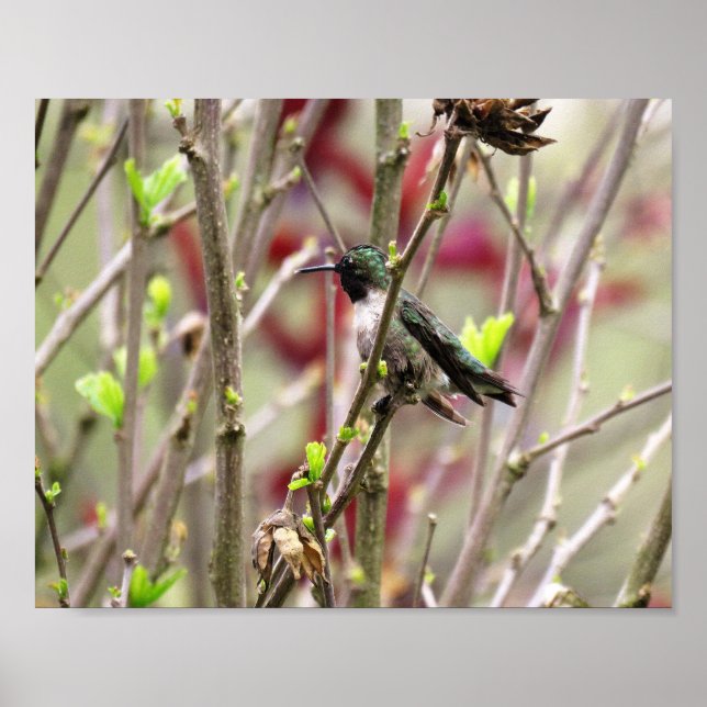 Ruby Throated Hummingbird in Spring  Poster (Front)