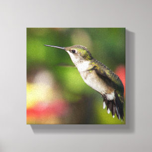 Ruby-Throated Hummingbird Juvenile Male Canvas Print