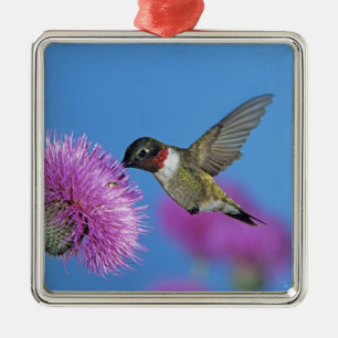 Ruby-throated Hummingbird Metal Ornament