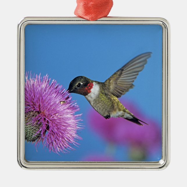 Ruby-throated Hummingbird Metal Ornament (Front)
