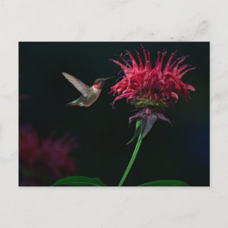 Ruby-throated Hummingbird on Bee Balm Postcard