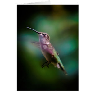 Ruby-throated Hummingbird - Original Photograph