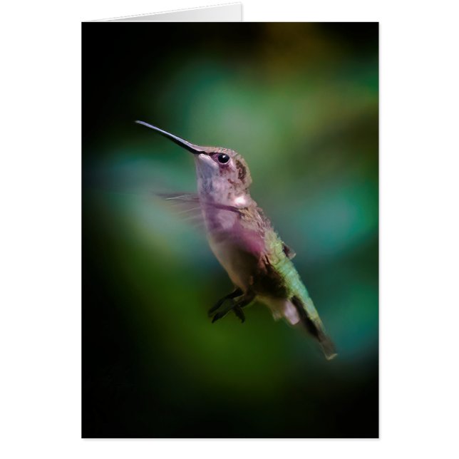 Ruby-throated Hummingbird - Original Photograph (Front)