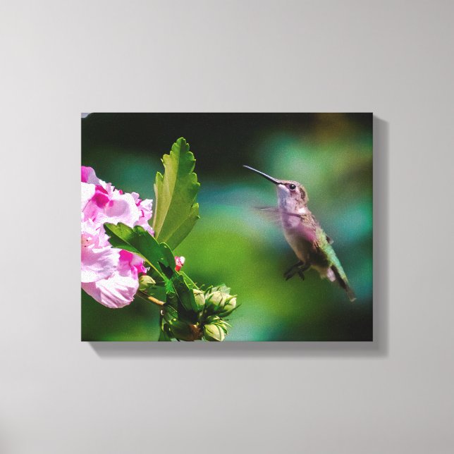 Ruby-throated Hummingbird - Original Photograph Canvas Print (Front)
