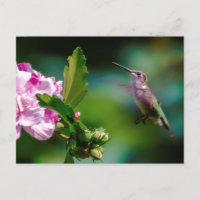 Ruby-throated Hummingbird - Original Photograph